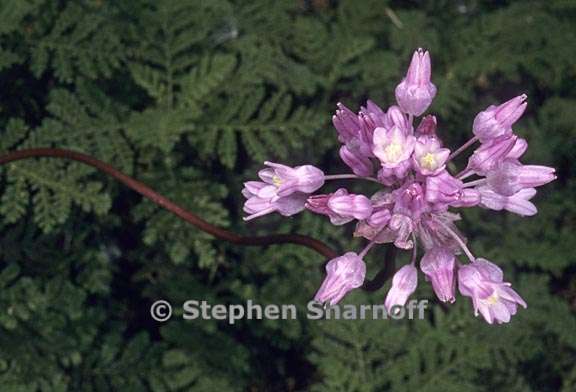 dichelostemma volubile 14 graphic